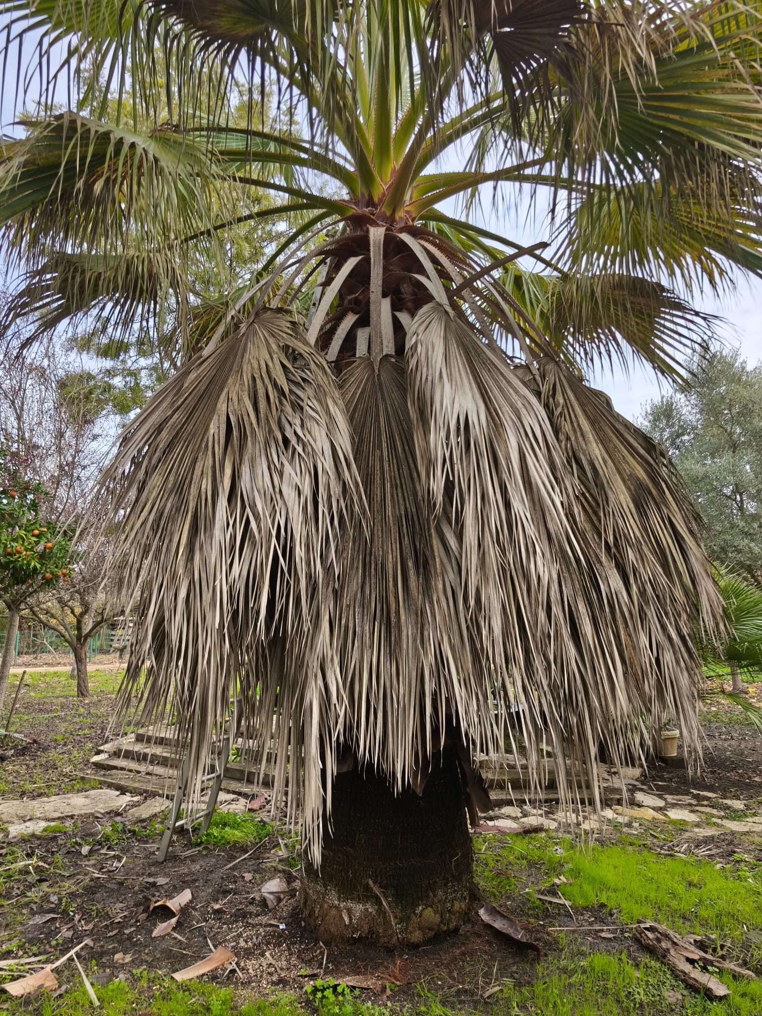 Trabajo de jardinería Clima Verde 5